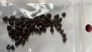Virginia Chinese Seeds